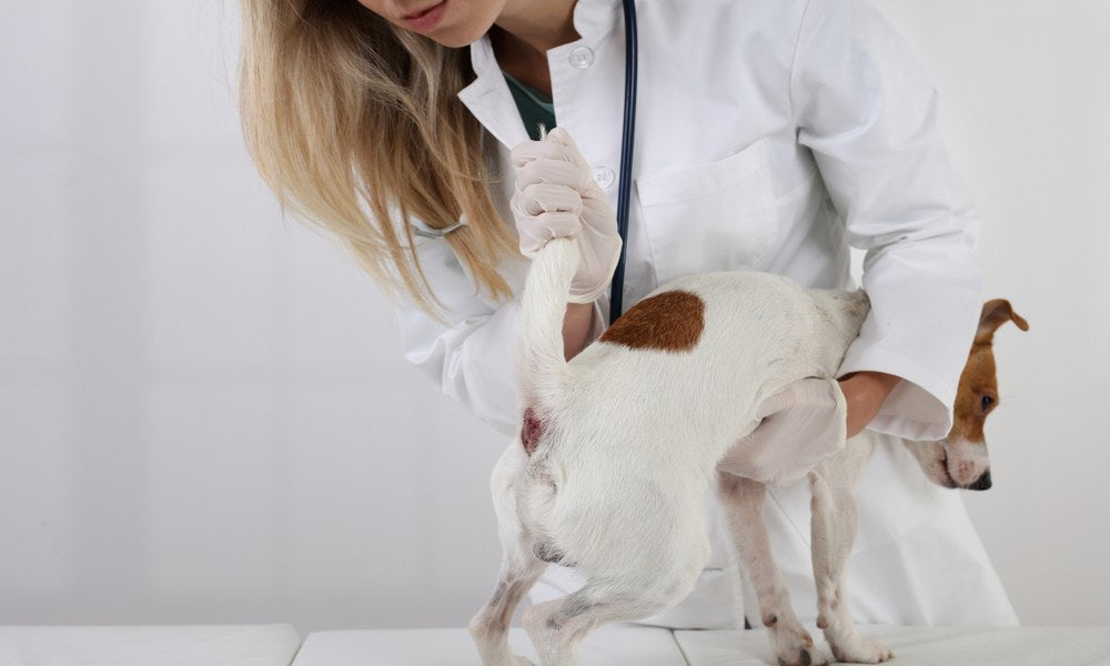 Vétérinaire soulevant la queue d'un Jack Russell sur la table d'examen pour contrôler l'état des glandes anales et détecter une inflammation