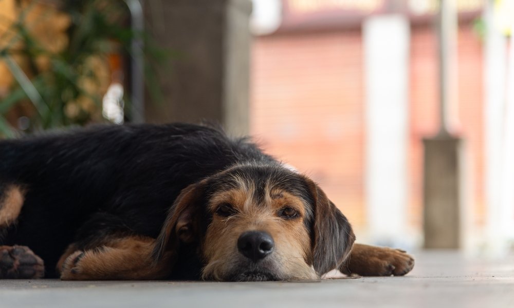 Chien fatigué allongé au sol, illustrant les symptômes de la grippe chez le chien