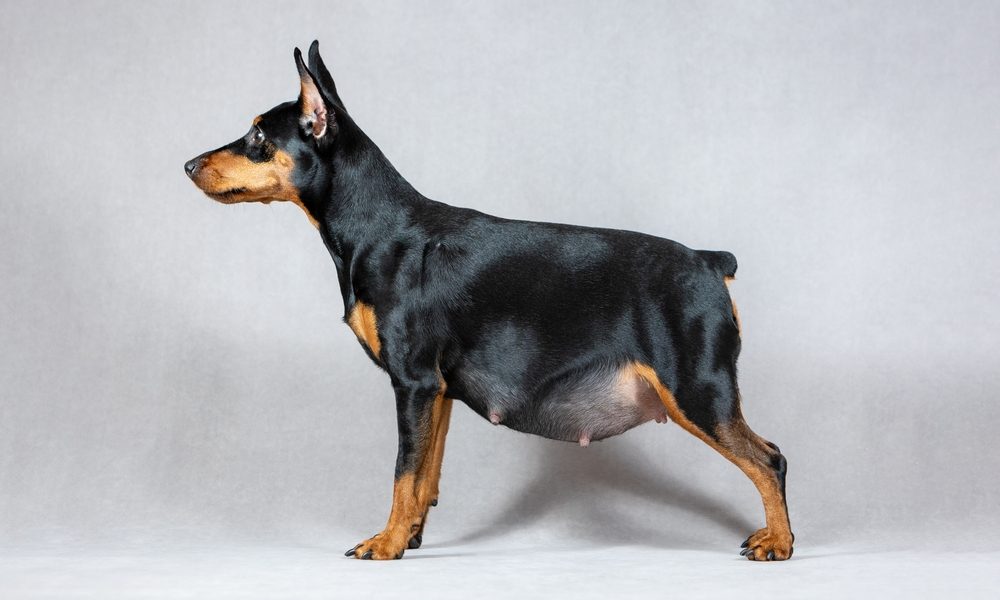 Un chien doberman femelle est au centre de l'image. Cette chienne fait une grosses nerveuse. 