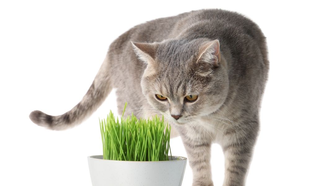 Un très beau chat gris est au centre de l'image. Il semble sentir une plante dans un pot blanc. C'est de l'herbe à chat ou cataire. Le fond est blanc.
