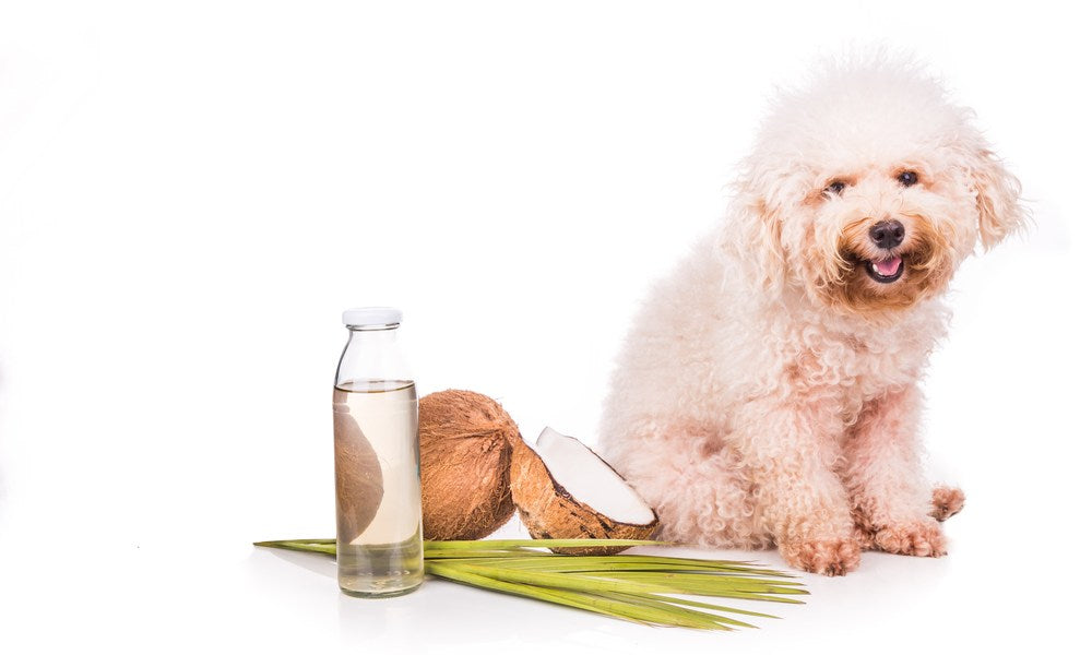 Un magnifique petit chien est au centre de l'image, il y a devant lui une noix de coco coupée en deux et des feuilles de cocotiers. À côté de ça, il a un bouteille en verre remplie d'huile de coco. Le chien sourit et semble heureux. Le fond est blanc.