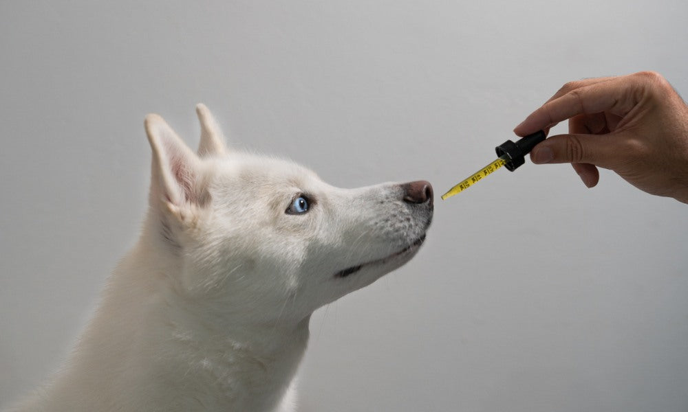 L’huile de saumon pour chien : les bienfaits pour la santé
