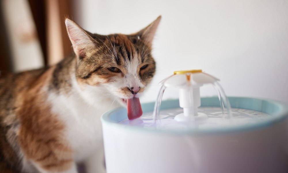 Gros plan sur la langue rose d'un chat tigré lapant l'eau de sa fontaine blanche et jaune, illustrant les bons réflexes pour hydrater son chat