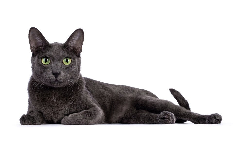 Un magnifique chat thaïlandais de race korat bleu est allongé au centre de l'image. Il regarde l'objectif avec de beaux yeux verts. Le fond est blanc.