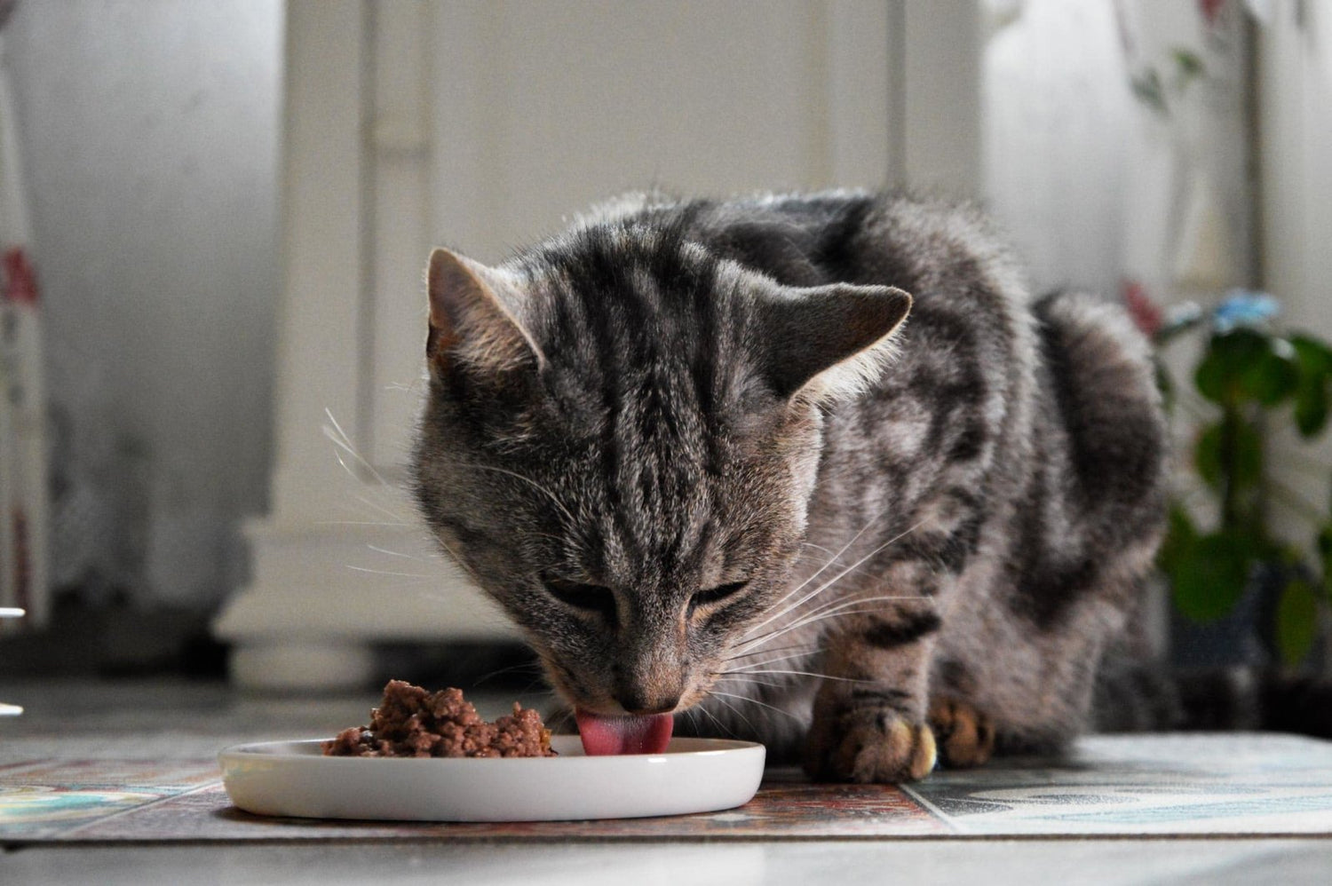 L'alimentation mixte - Stan.bio