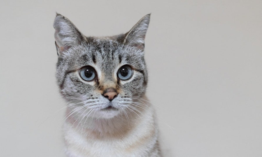 Un très beau chat aux yeux bleu est au centre de l'image en gros plan. Il regarde vers l'objectif. Ses oreilles sont en entrain d'écouter, un indicateur de langage des chats.