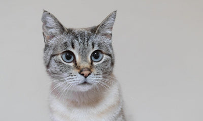 Le langage des chats : guide pour communiquer avec son félin