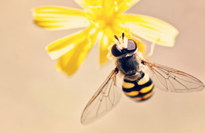 Le bio à la rescousse des abeilles