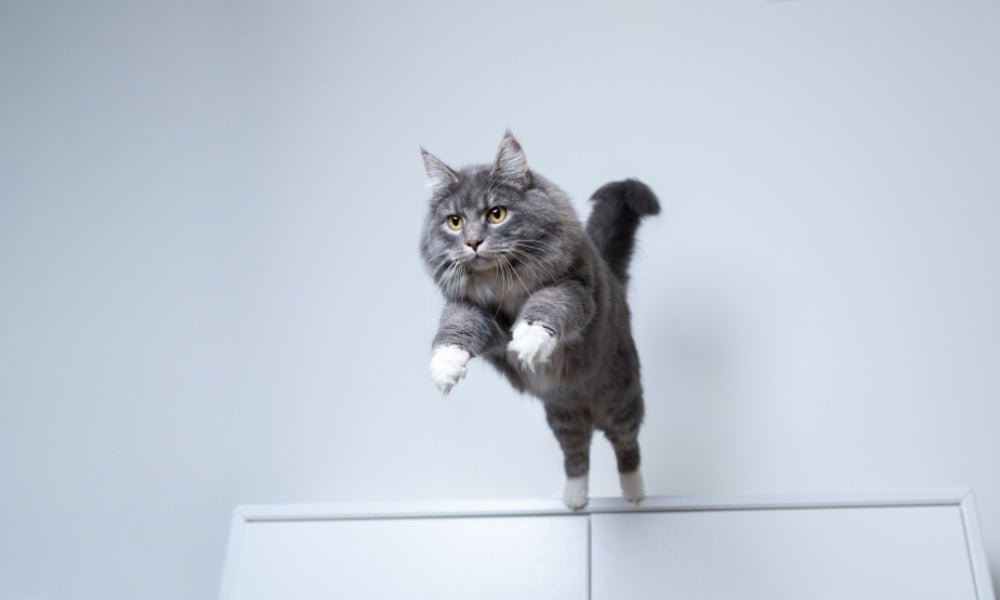 Le chat retombe toujours sur ses pattes : Mythe ou réalité ? - Stan.bio