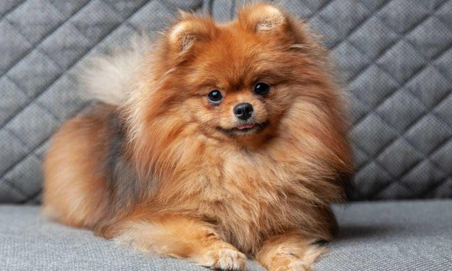 Le Pomeranian : guide complet sur ce Spitz Nain - Stan.bio