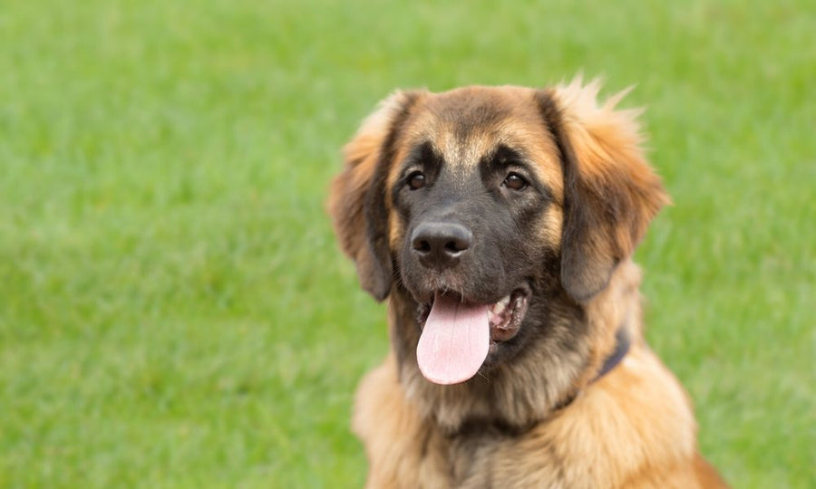 Un chien leonberg est au centre de l'image, il regarde l'objectif et tire la langue. Le fond est flou mais c'est un espace vert.