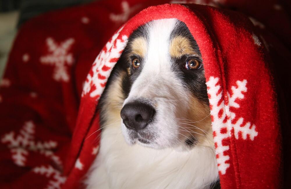 Les dangers de Noël pour les chiens et chats - Stan.bio