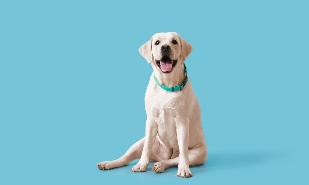 La lettre du nom d'un chien en 2024 est le v. Un labrador blanc est au centre de l'image, sourit et tire la langue.