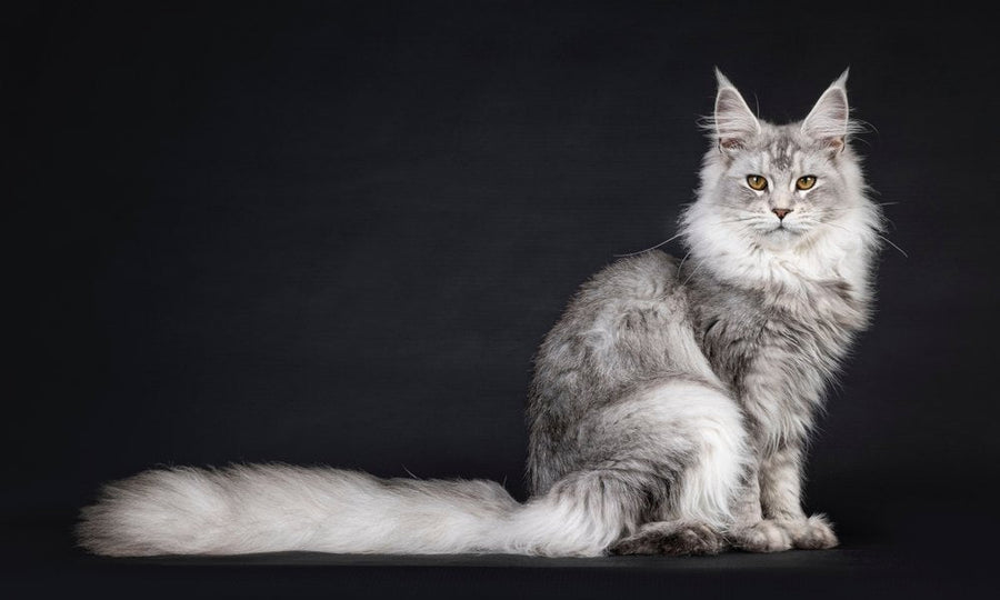Un chat blanc et gris de race maine coon au poil long est au centre droit de l'image. Le félin assit, regarde l'objectif. Le fond est noir.