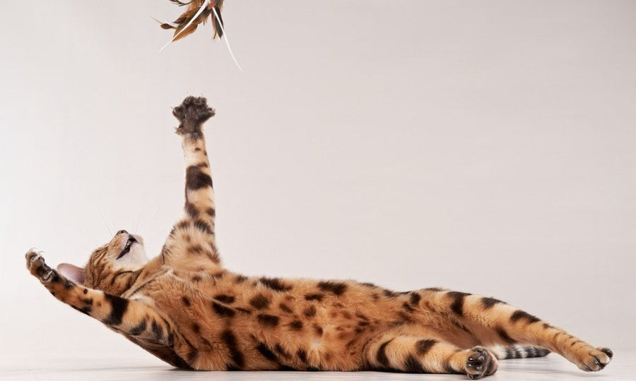 Un très beau chat de race bengal est au centre de l'image, entrain de jouer. Mon chat court partout comme un fou car il a une période de zoomie.