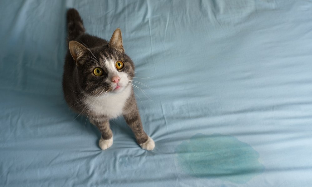 Un chat qui fait pipi partout est au centre de l'image, il regarde l'objectif. Une trace d'urine est à ses pattes, on devine que c'est sur un lit.