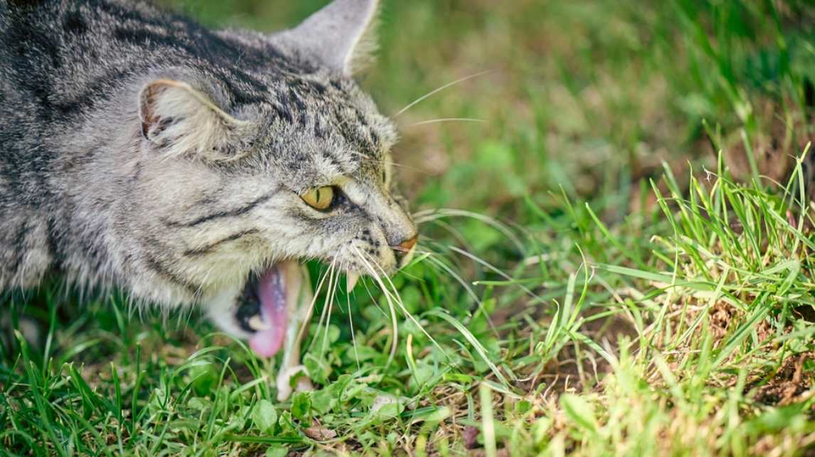 Un chat qui vomit dans l'herbe à cause d'une mauvaise alimentation. On le voit vomir en gros plan.