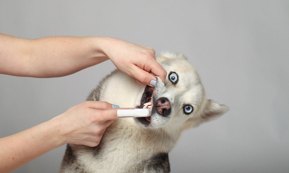 Mon chien à une mauvaise haleine : comment le soigner ? - Stan.bio