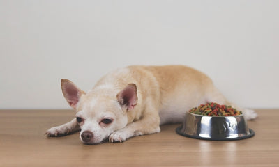 Mon chien ne mange plus : les causes et les solutions