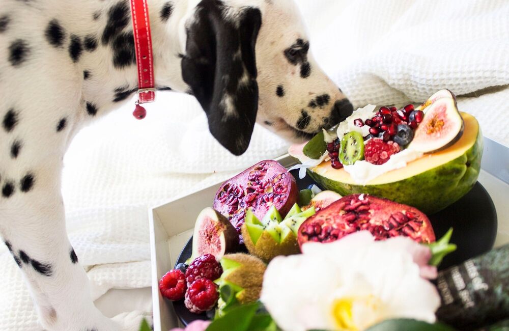 Mon chien peut-il manger des fruits ? - Stan.bio
