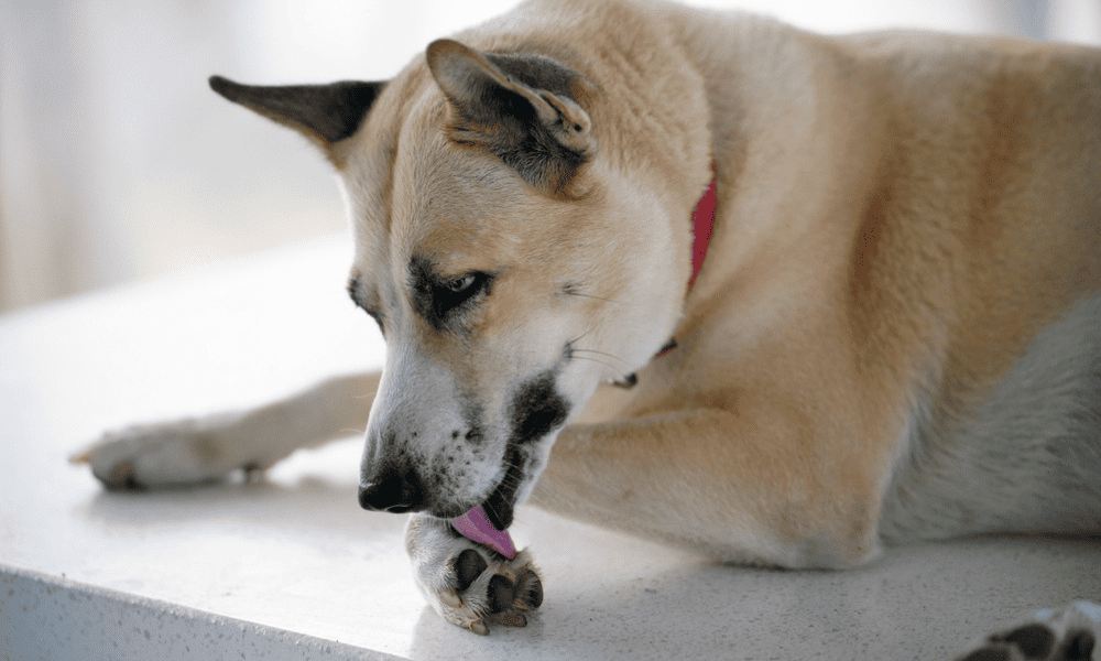 Un magnifique chien se lèche les pattes. Mon chien souffre d'allergie ou s'ennui et donc se lèche les pattes.
