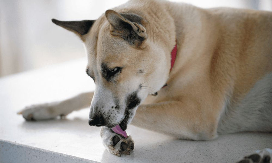 Un magnifique chien se lèche les pattes. Mon chien souffre d'allergie ou s'ennui et donc se lèche les pattes.
