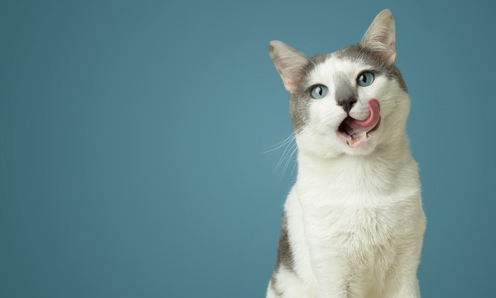 Ce chat blanc et gris aux yeux bleus, se léchant les babines sur fond bleu, illustre les idées de nom de chat en C