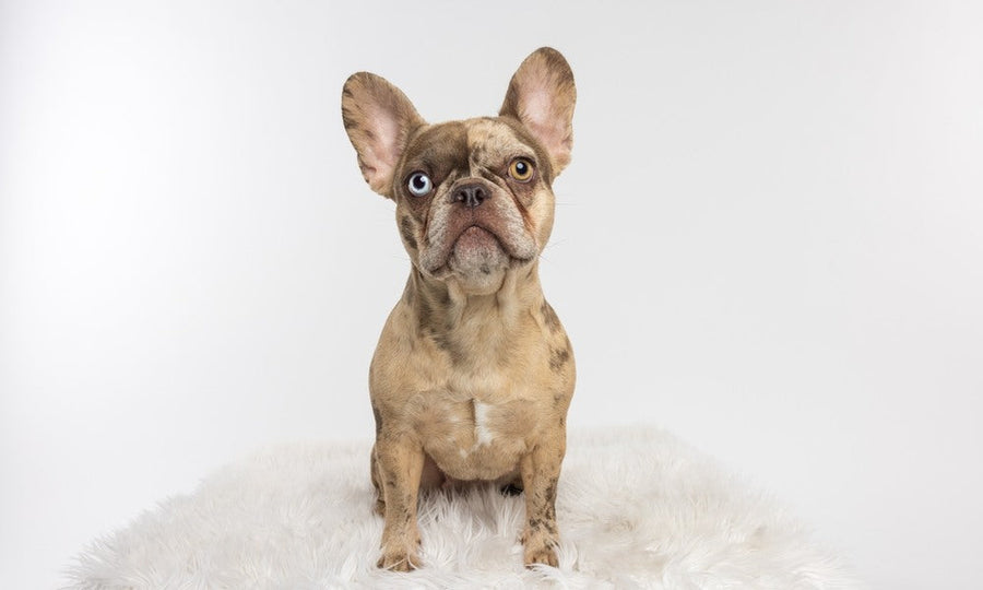 Un très beau chien de race bulldog est assit au centre de l'image. Il possède un nom en b car c'est la lettre utilisée en 2026 pour appeler un animal. Il a les yeux vairons et regarde l'objectif.