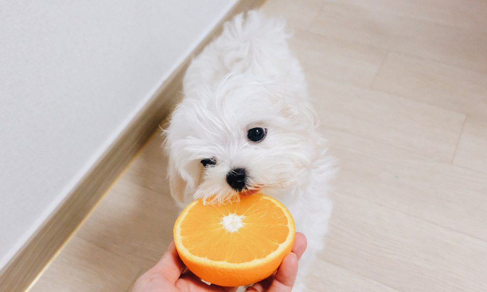 Un très beau chien blanc est au centre de l'image. Il essaye de manger une orange coupée en deux, donnée par une main d'homme.