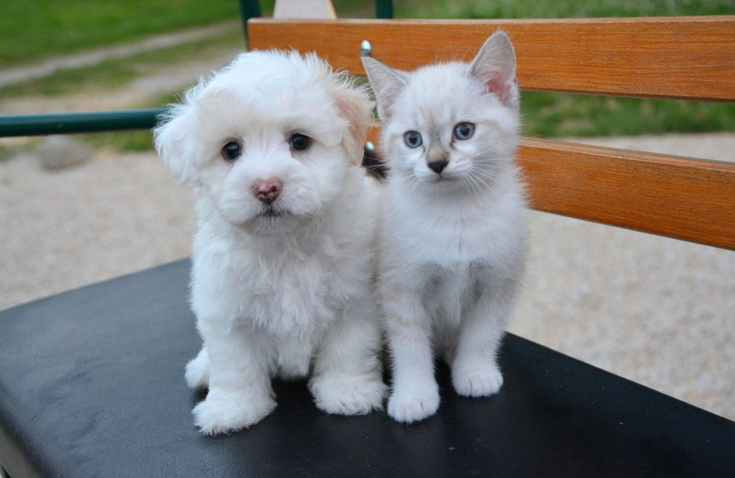 Où adopter son animal de compagnie ? - Stan.bio