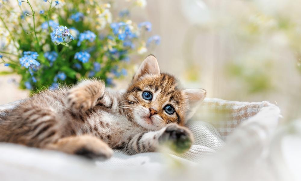 Poids du chat est bas car c'est un chaton. Il est très jeune et regarde l'objectif avec ses yeux bleus. Il est allongé sur des draps et le fond est flou.