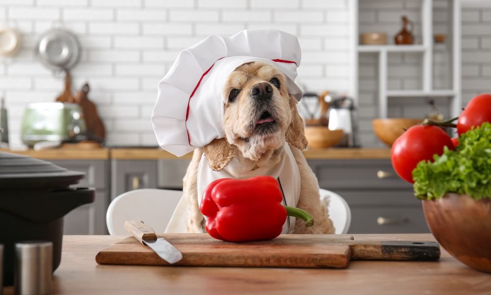 Déguisé en chef avec toque et tablier, ce chien pose devant un poivron rouge entier sur une planche à découper en bois