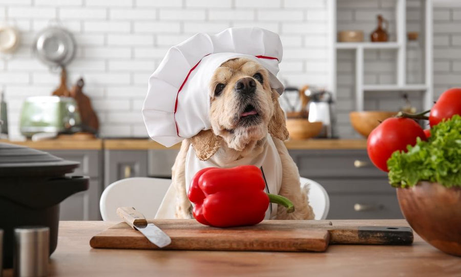 Déguisé en chef avec toque et tablier, ce chien pose devant un poivron rouge entier sur une planche à découper en bois