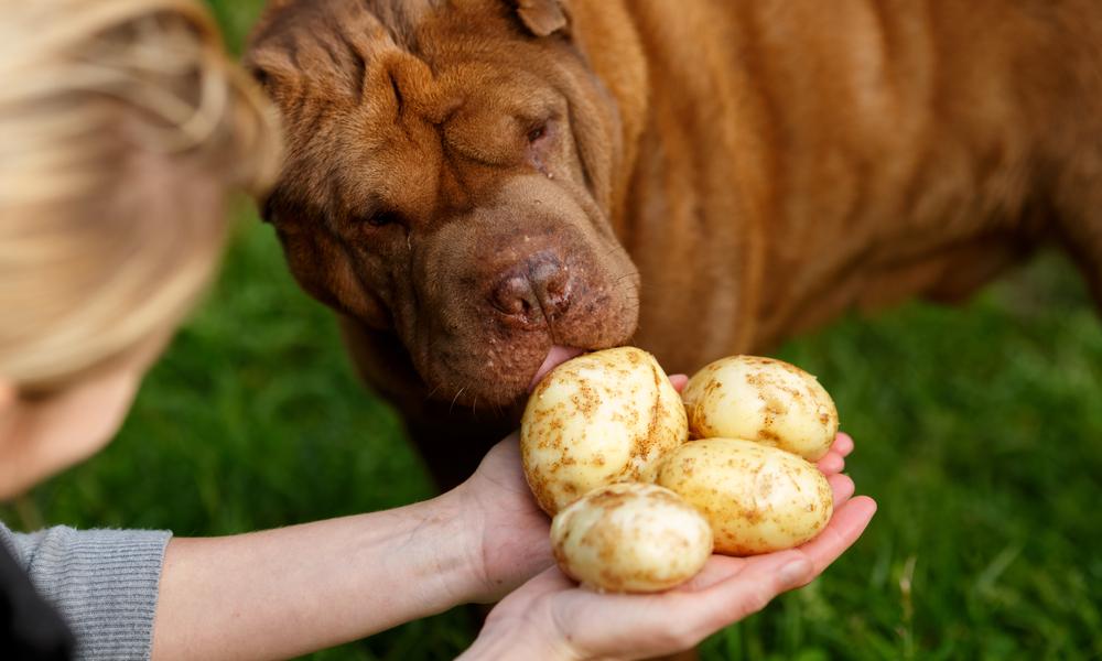 Un chien sent et lèche une pomme de terre donnée par deux main d'humain. Il y a deux autre pommes de terre.
