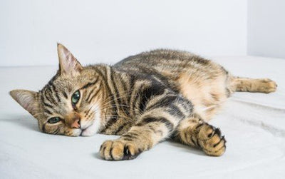 Pourquoi choisir des croquettes spéciales pour chat stérilisé ?