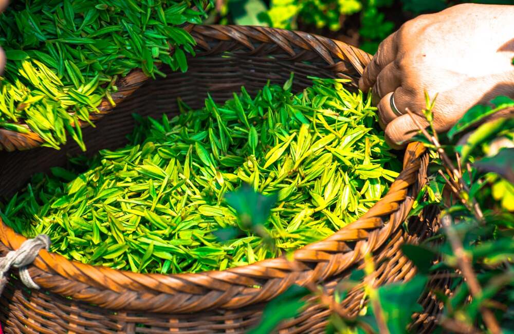 Pourquoi du thé vert dans les croquettes Stan ? - Stan.bio