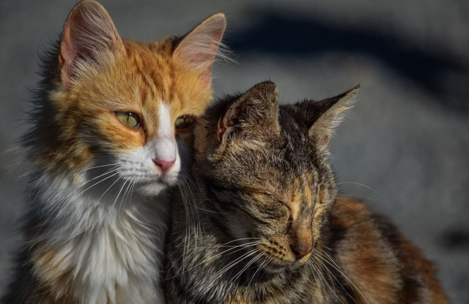Pourquoi faire stériliser son chat est-il important ? - Stan.bio
