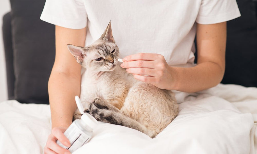Maître donnant un probiotique à son chat Devon Rex blotti contre lui sur un lit blanc avec un flacon de compléments alimentaires