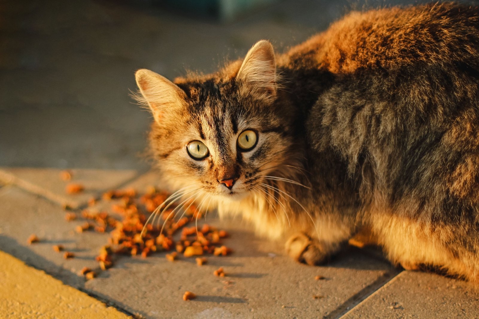 Quelles croquettes choisir pour mon chat ? - Stan.bio