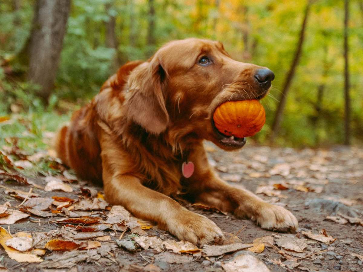 Quels légumes mon chien peut-il manger ? - Stan.bio