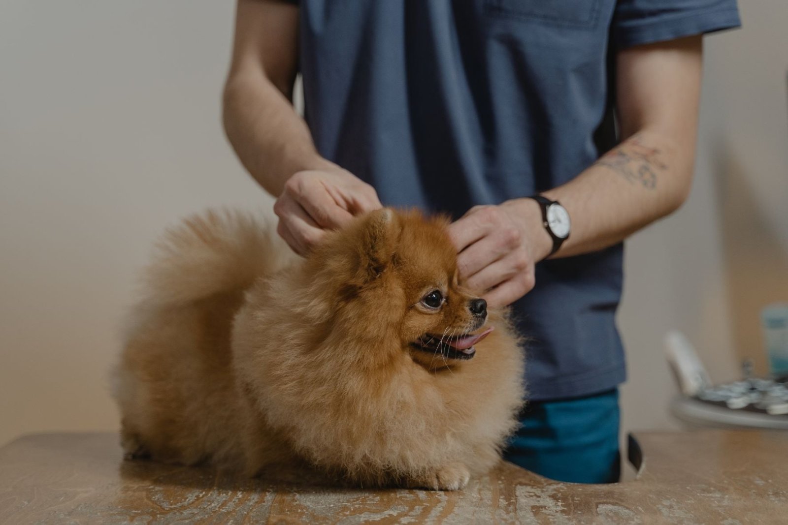 Quels vaccins pour mon chien ? - Stan.bio
