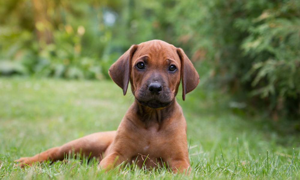 Un chien chiot rhodesian ridgeback est allongé dans l'herbe, en plein milieu d'un jardin. Le chiot est de couleur marron et regarde l'objectif devant lui. Le fond est flou mais on aperçoit des arbres, arbustes et de l'herbe.