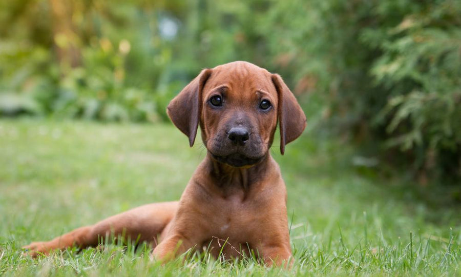 Un chien chiot rhodesian ridgeback est allongé dans l'herbe, en plein milieu d'un jardin. Le chiot est de couleur marron et regarde l'objectif devant lui. Le fond est flou mais on aperçoit des arbres, arbustes et de l'herbe.