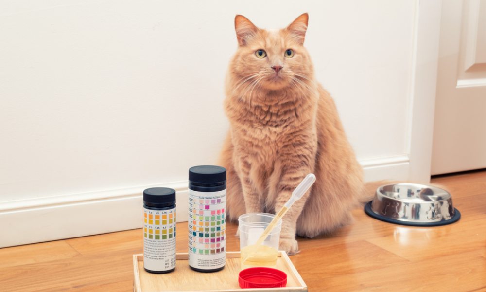 Un chat roux est assit sur du parquet en bois, il regarde droit devant lui. À ses pattes se trouvent son urine avec du sang dedans avec une gamelle en fer sur la droite de l'image.