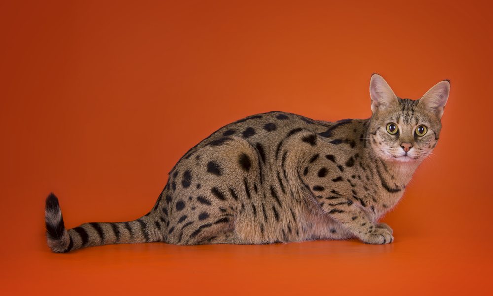 Un chat de race savannah est au centre de l'image. Le félin regarde l'objectif. Le fond est orange.