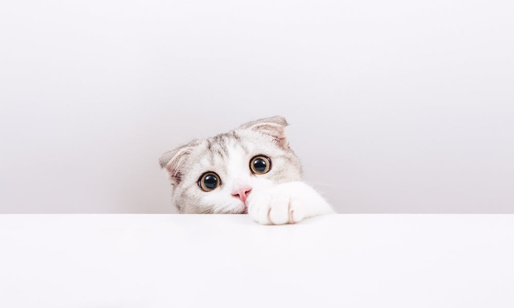 Un chat blanc de race Scottish Fold est au centre de l'image. Il à l'air d'être en dessous d'une table, seule sa tête et sa page dépassent. Il a l'air de jouer. Il a les oreilles pliées vers l'avant et de grands yeux ronds avec les pupilles dilatées.