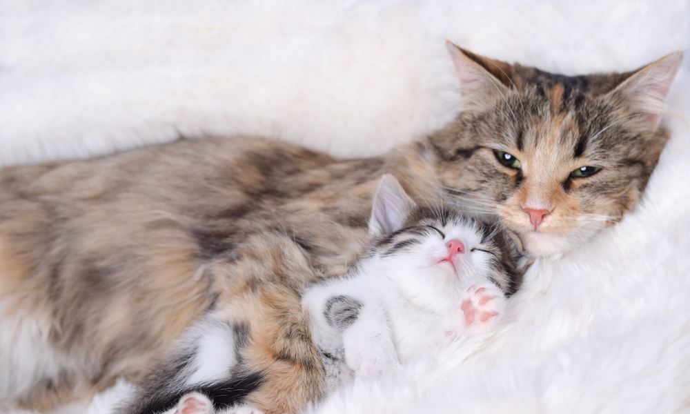 Une mère chatte est au centre de l'image avec son chaton entre ses pattes. Le petit félin fait le sevrage avec sa mère. Le chaton dort. Les félins sont sur un drap blanc.