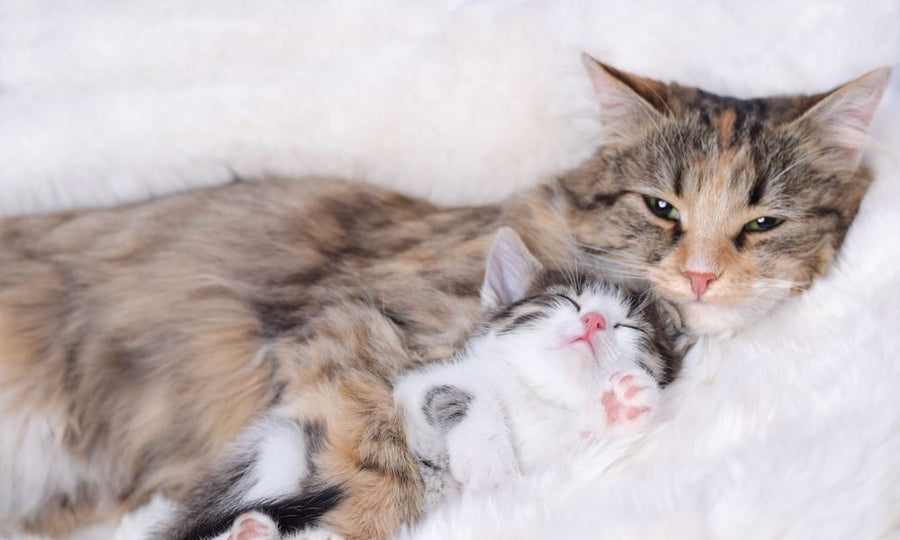 Une mère chatte est au centre de l'image avec son chaton entre ses pattes. Le petit félin fait le sevrage avec sa mère. Le chaton dort. Les félins sont sur un drap blanc.