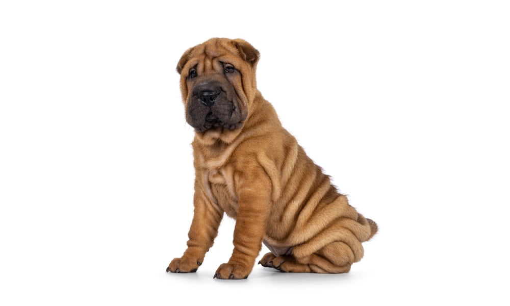 Un très beau chien chinois avec des plis, de race Sharpei est au centre de l'image. Le chiot regarde l'objectif avec un air attentif. Il est assit. Le fond est blanc.