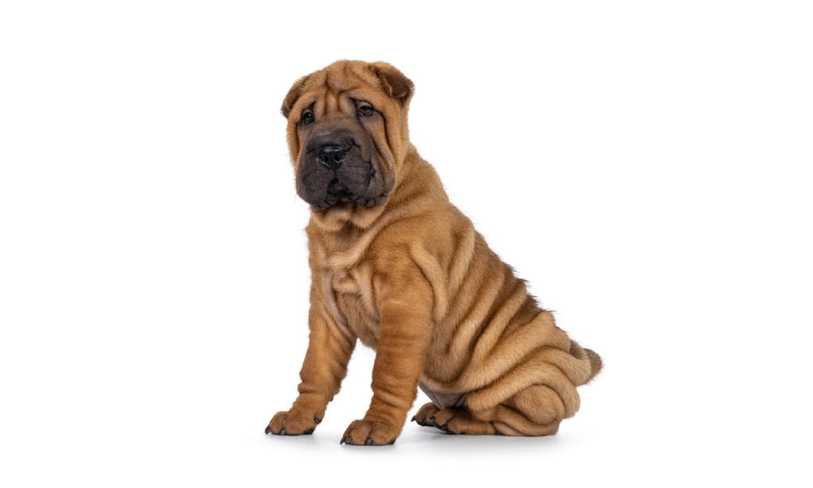 Un très beau chien chinois avec des plis, de race Sharpei est au centre de l'image. Le chiot regarde l'objectif avec un air attentif. Il est assit. Le fond est blanc.